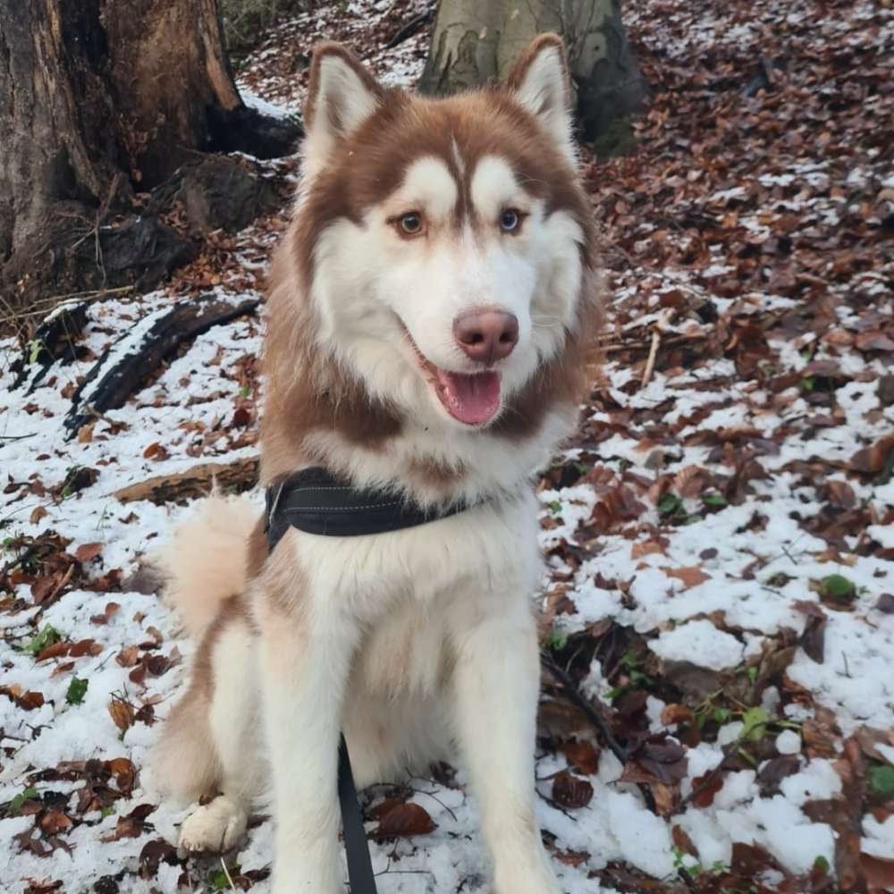 Hundetreffen-Spielfreunde gesucht-Profilbild