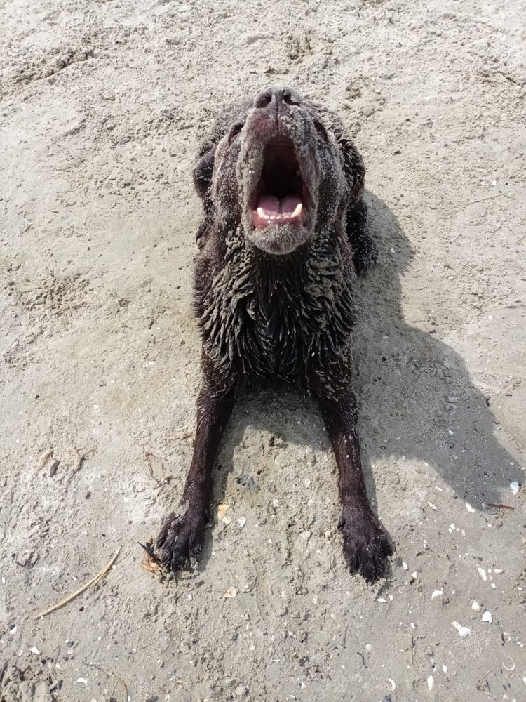 Hundetreffen-Gassirunde Am Auesee-Profilbild
