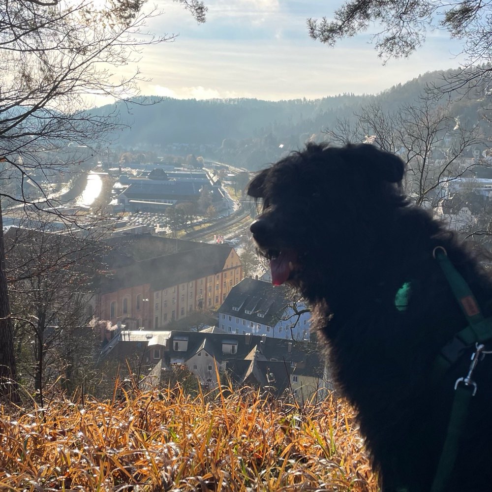 Hundetreffen-Entspanntes Spazieren gehen-Profilbild
