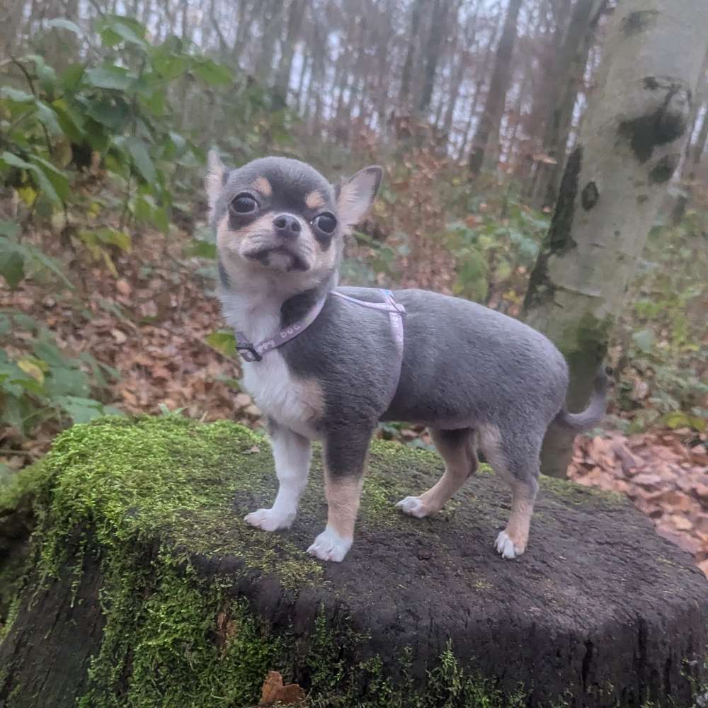 Hundetreffen-Chihuahua treffen/ klein Hunde treffen Töppersee-Profilbild