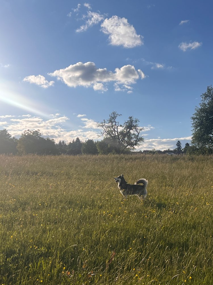 Hundetreffen-Husky-Gruppe für Social Walks & Zoomies-Profilbild
