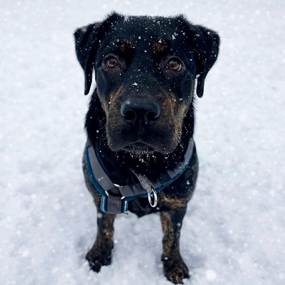 Hundetreffen-Welpentreffen/ puppy play date-Profilbild