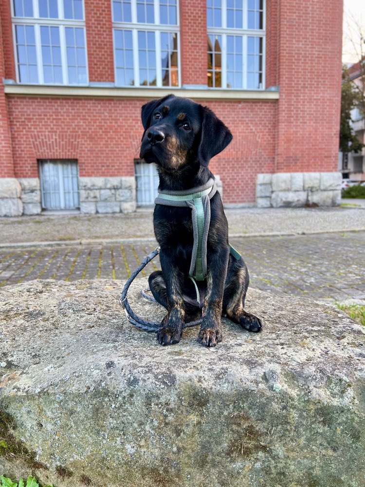 Hundetreffen-Welpentreffen/ puppy play date-Profilbild