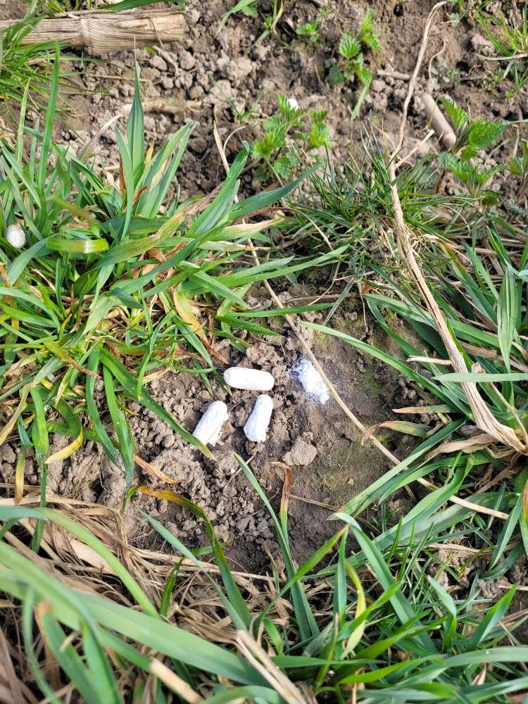 Giftköder-Kapseln mit weißem Pulver-Profilbild