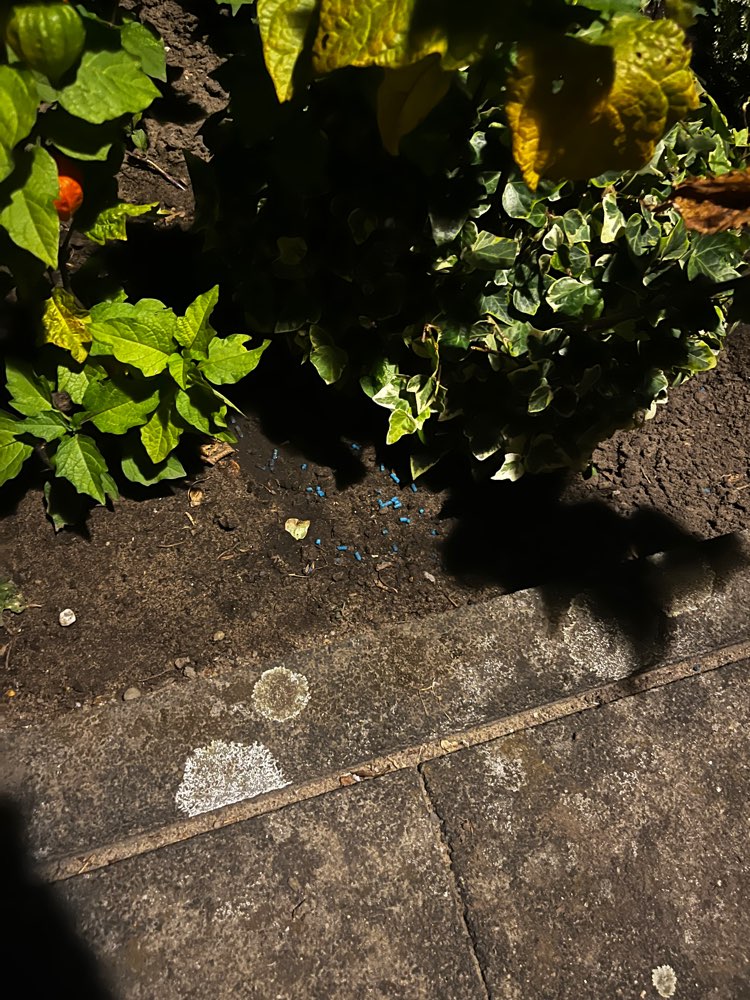 Giftköder-Rattengift am Gehweg-Profilbild