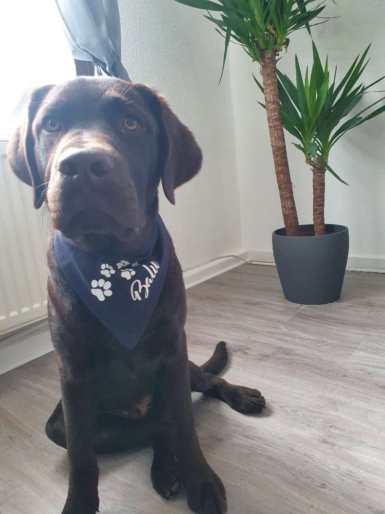 Hundetreffen-Hundebegegnugen und Leinenführigkeit üben-Profilbild