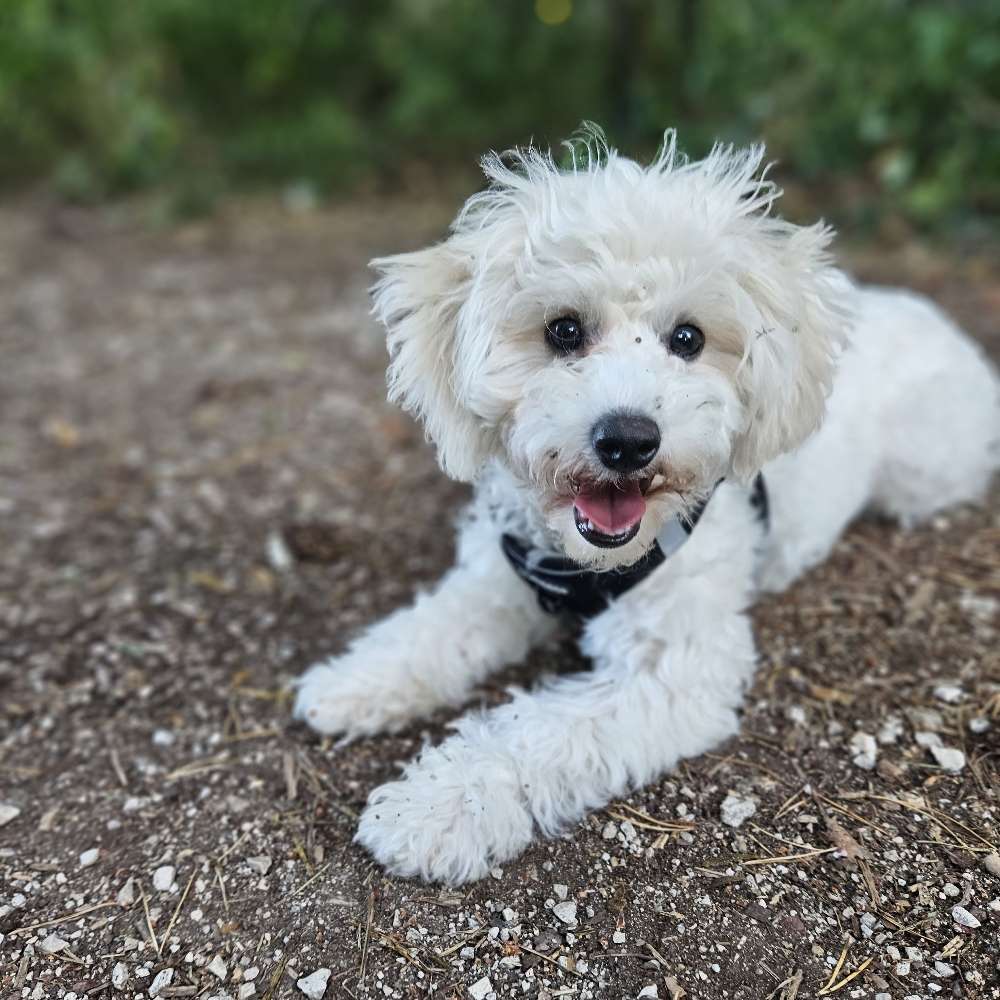 Hundetreffen-Feste Kontakte zum Spielen und auspowern gesucht (klein bis mittelgroße Hunde)-Profilbild