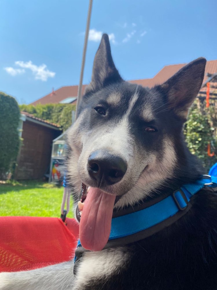 Hundetreffen-Treff für nordische Hunde-Profilbild