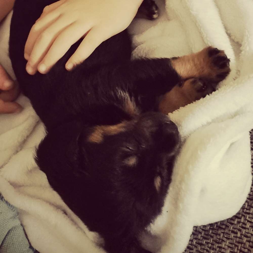 Hundetreffen-Spielgefährte gesucht-Profilbild