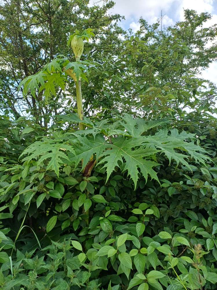 Giftköder-Riesenbärenklau !!!-Profilbild