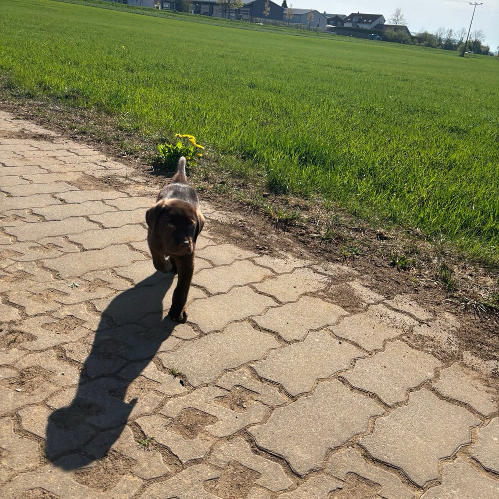 Hundetreffen-Welpen-/Junghundetreff-Profilbild