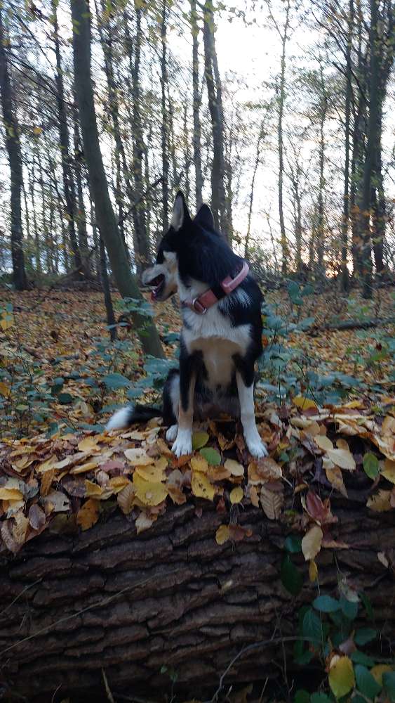 Hundetreffen-Suche jemanden aus meiner Nähe zu Gassiruden bzw einen Spielfreund-Profilbild