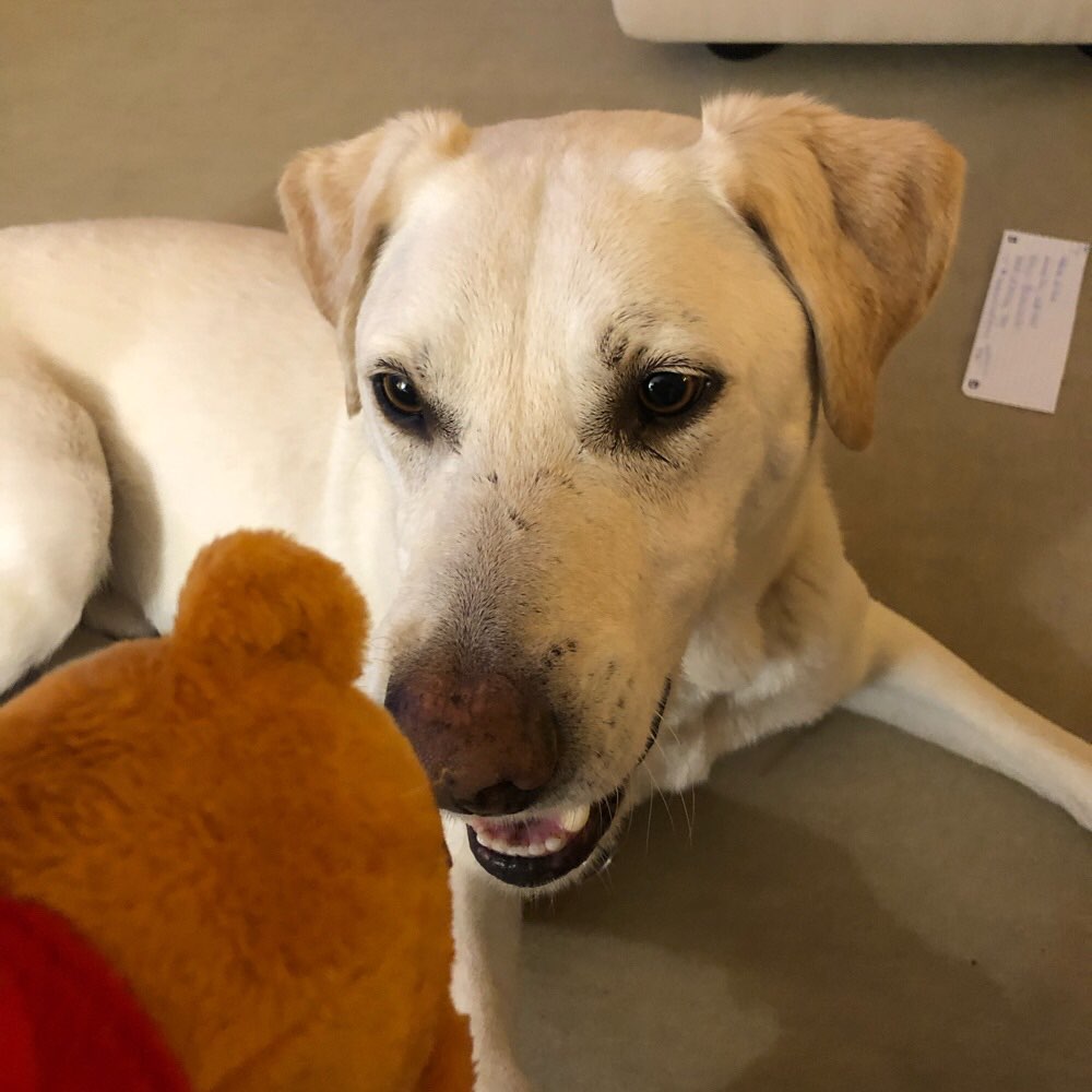 Hundetreffen-Suchen souveränen Hund zur Sozialisierung-Profilbild