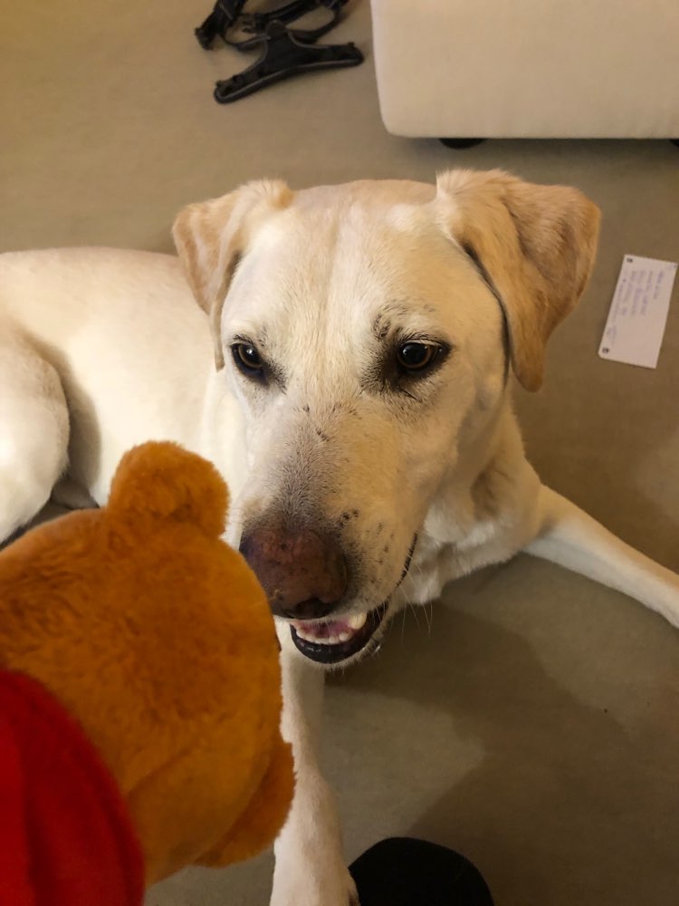 Hundetreffen-Social Walk-Profilbild