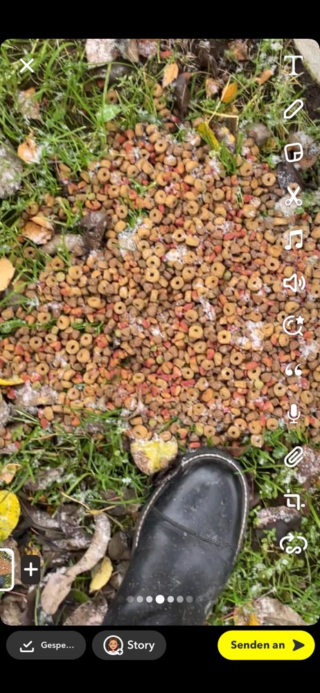 Giftköder-Haufen mit Hundefutter-Profilbild