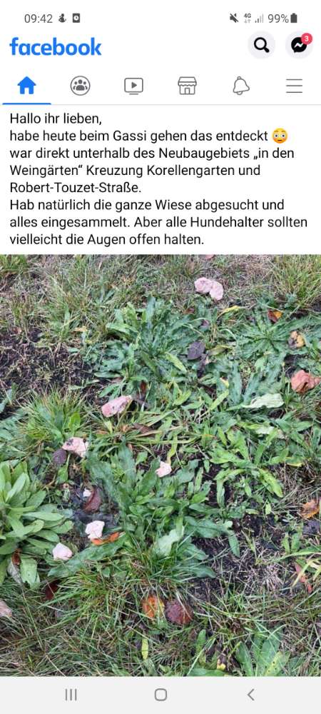 Giftköder-Fleisch auf Wiese-Profilbild