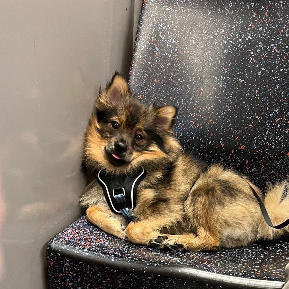 Hundetreffen-Wer mag mit mir toben?-Profilbild