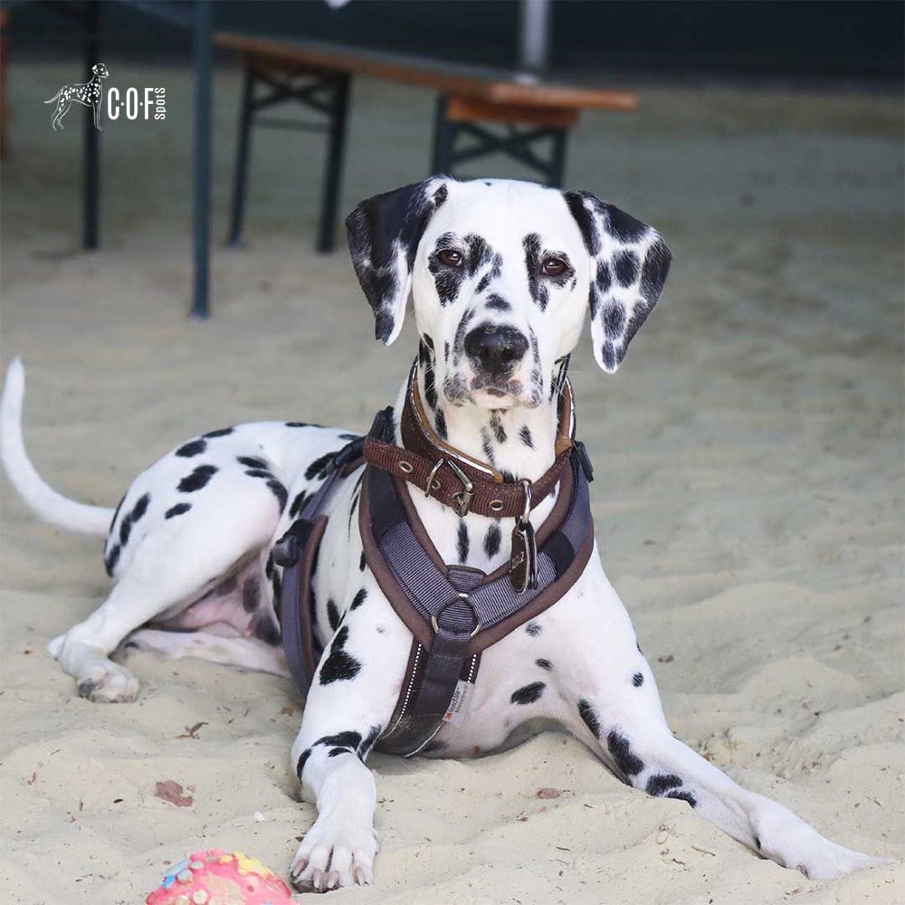 Hundetreffen-Spiel- und Trainingspartner gesucht-Profilbild