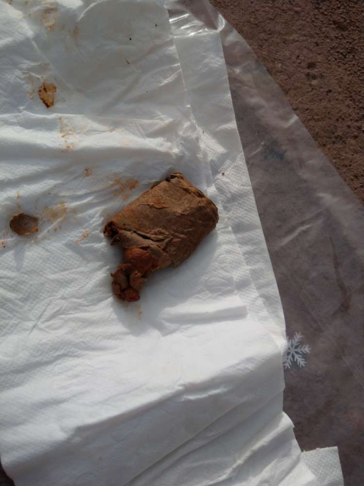 Giftköder-Tierköder, durch TA bestätigt-Profilbild