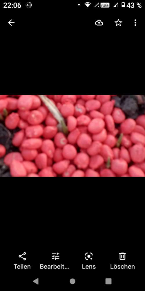 Giftköder-Möglicherweise Nagergift-Profilbild