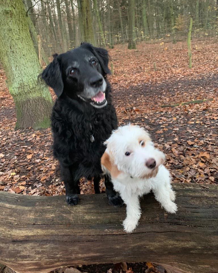 Hundetreffen-Gassi-/Spielrunde-Profilbild