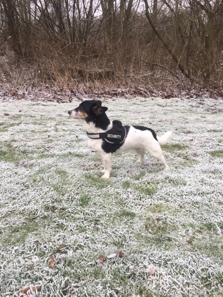 Hundetreffen-Gemeinsame Gassirunden-Profilbild