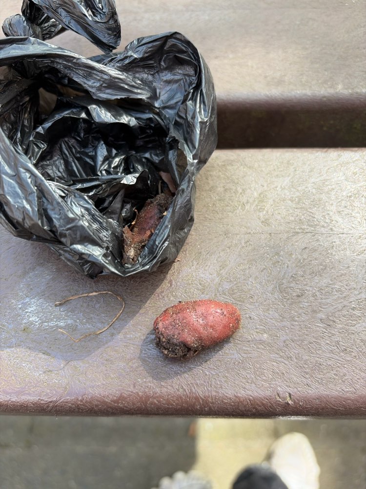 Giftköder-Giftköder-Profilbild