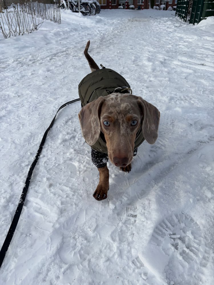 Hundetreffen-Spieltreffen Gesucht-Profilbild