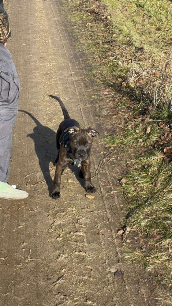 Hundetreffen-Toast sucht neue Freunde-Profilbild