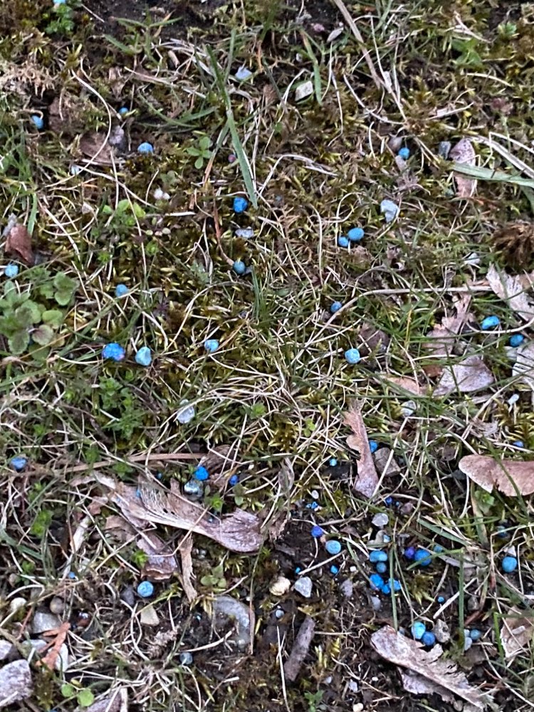 Giftköder-Blue poison on floor-Profilbild