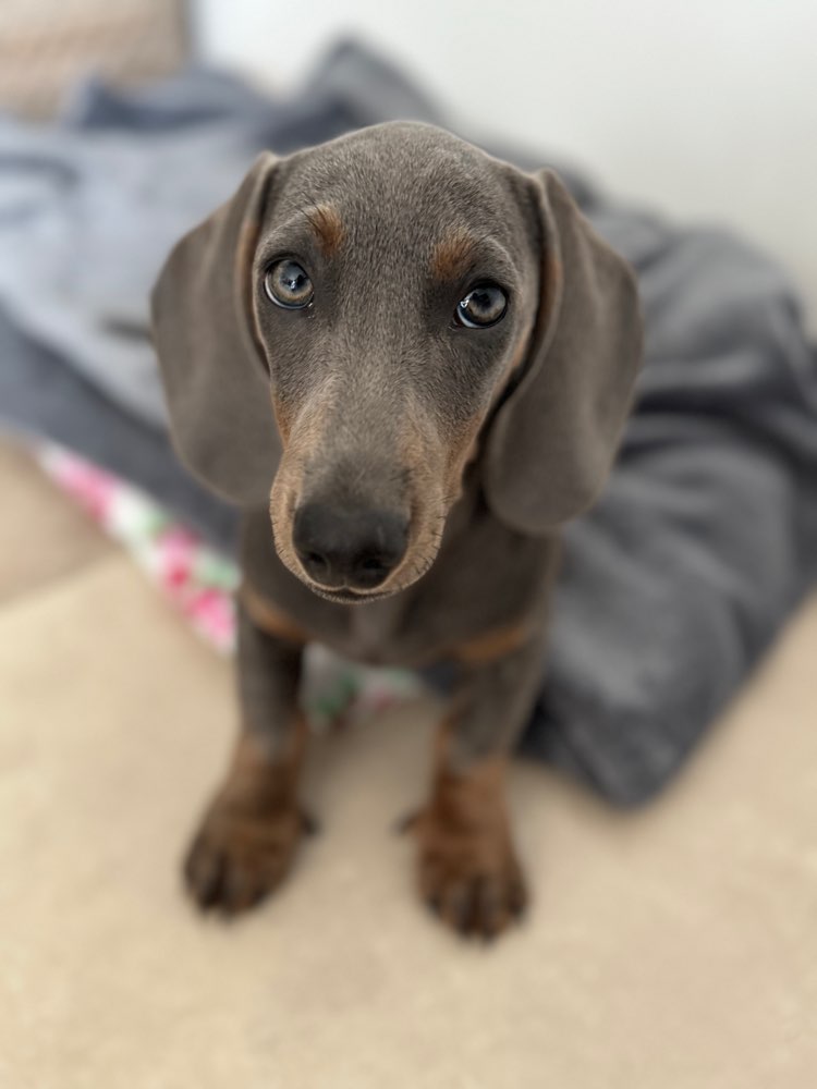 Hundetreffen-Spielen und Abruftraining-Profilbild