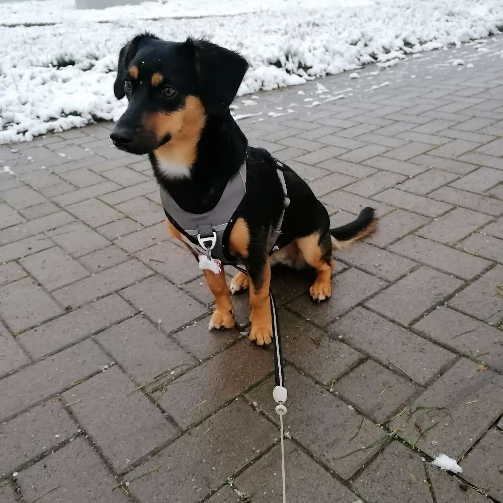 Hundetreffen-Spielkameraden zum toben gesucht-Profilbild