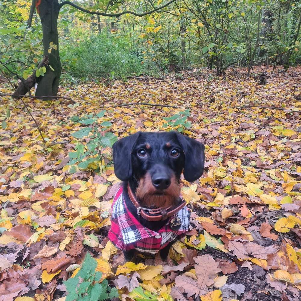 Hundetreffen-Gassitreff Westend/Charlottenburg-Profilbild