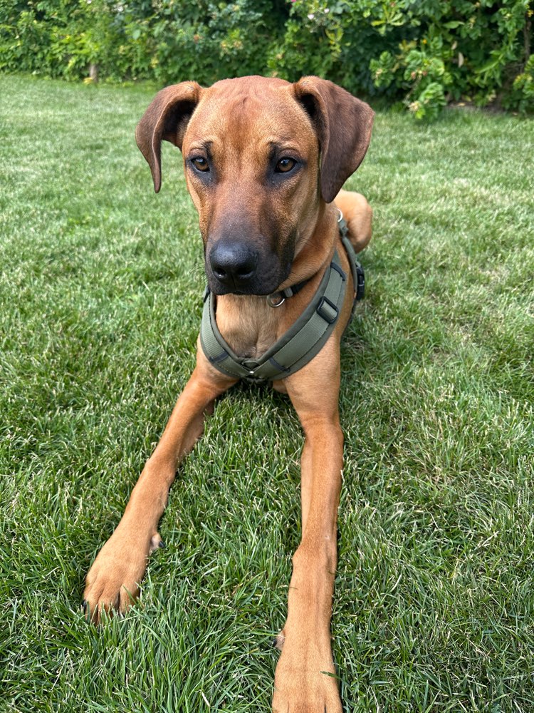 Hundetreffen-Neue Hundefreunde gesucht-Profilbild