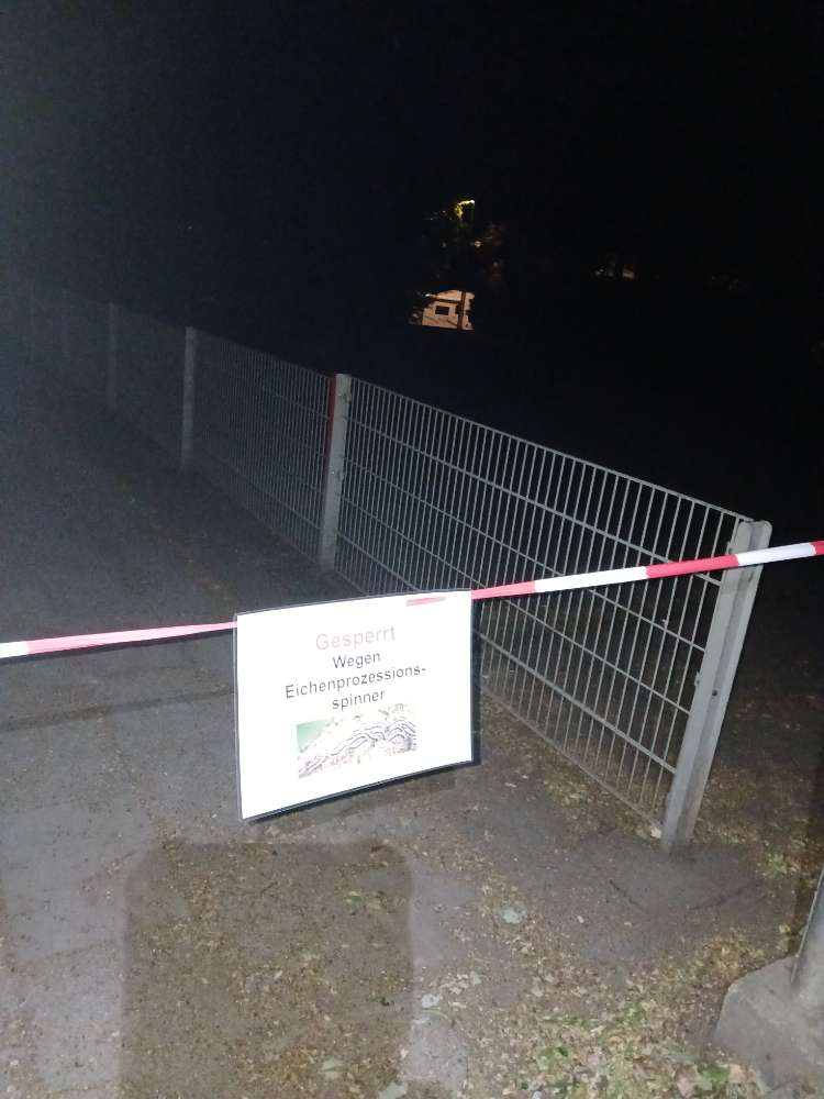 Giftköder-Eichenprozessionsspinner-Profilbild