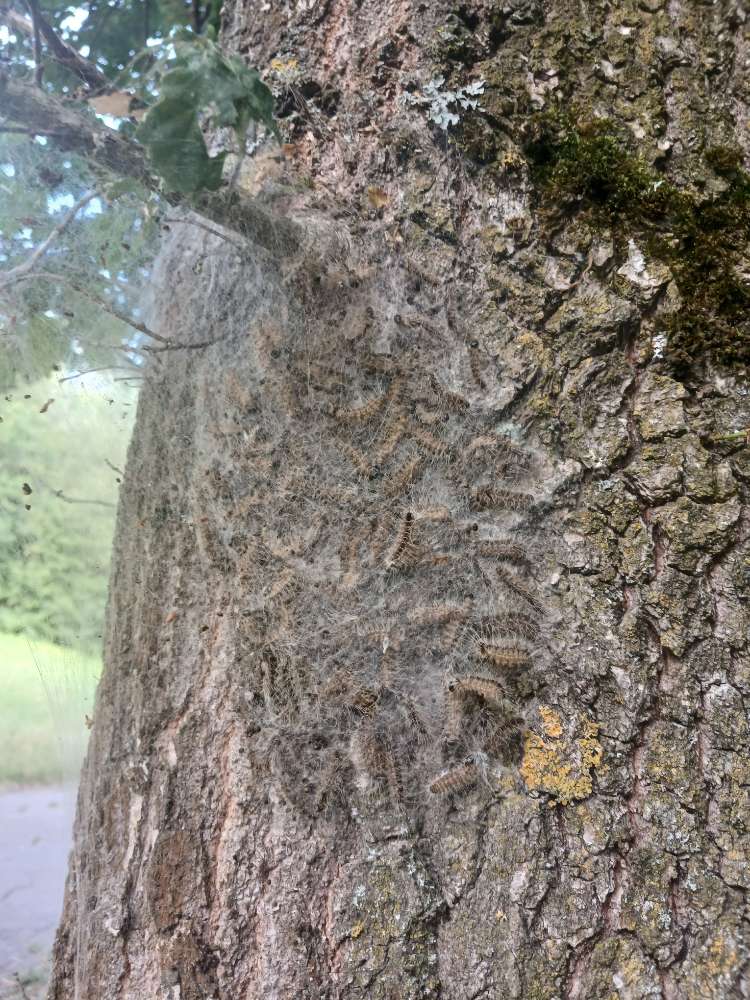 Giftköder-EPS im Ramsbachtal-Profilbild