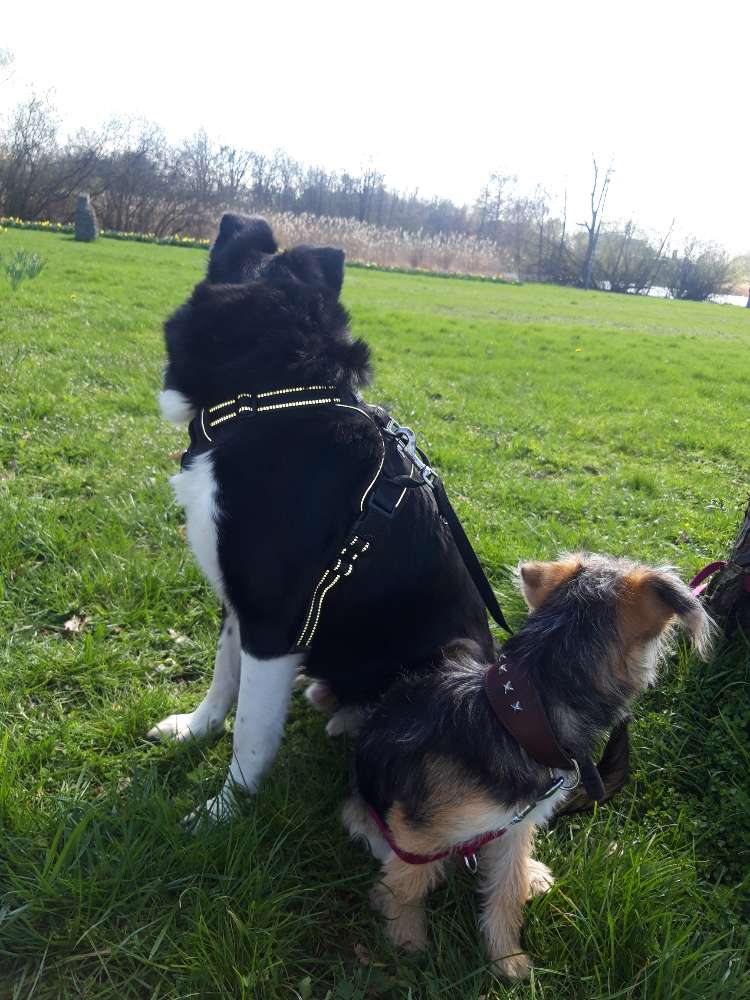 Hundetreffen-Hundetreffen-Profilbild