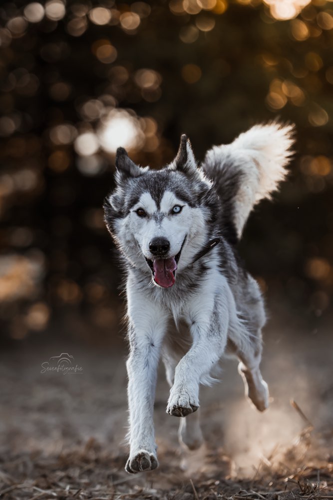 Hundetreffen-Pfotenfreunde gesucht🩶🐾-Profilbild