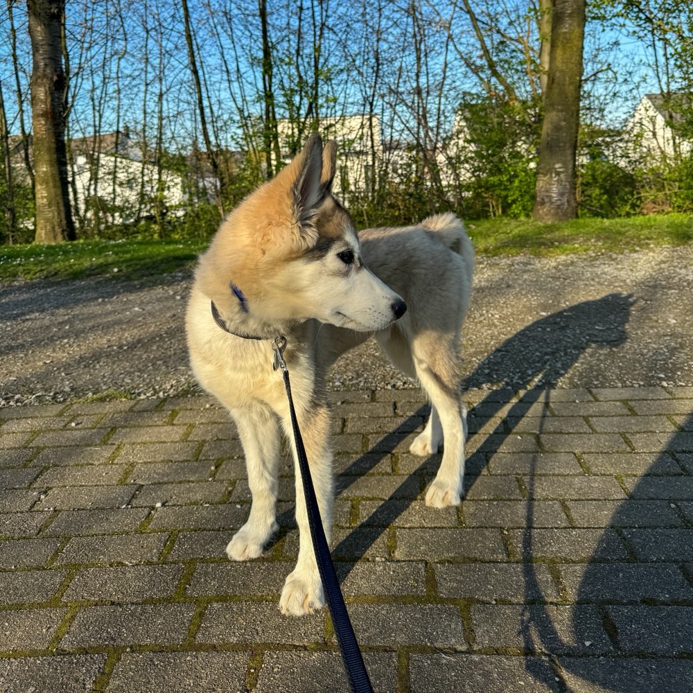 Hundetreffen-Social Walk, Trainingspartner & Kontakte☺️-Profilbild