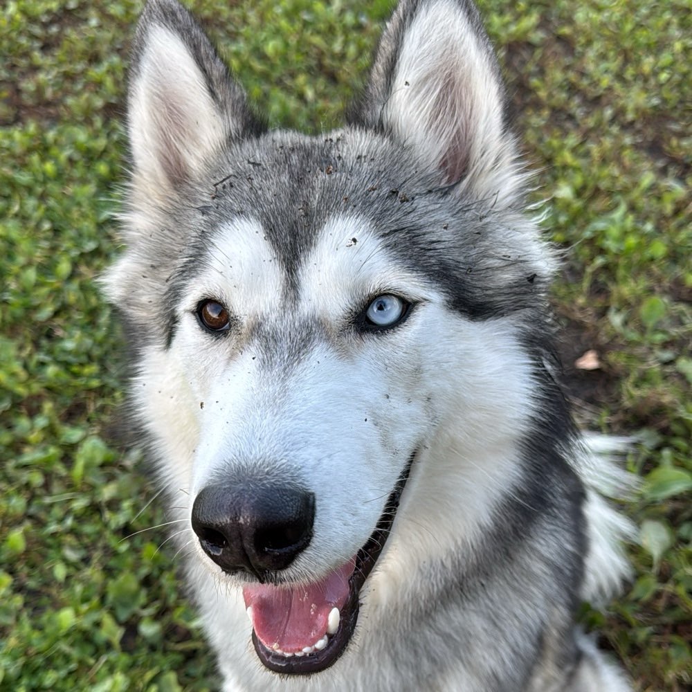 Hundetreffen-Auf der Suche nach neuen Spielgefährten⚠️-Profilbild