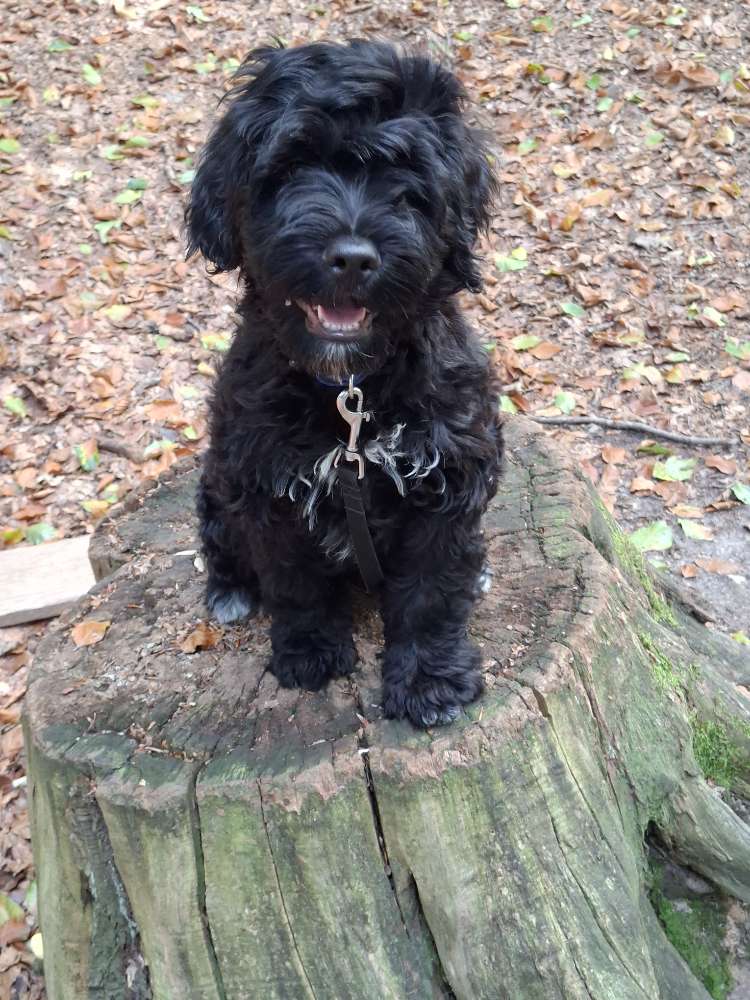 Hundetreffen-Welpen,Junghundetreffen im Wassenberger Wald-Profilbild