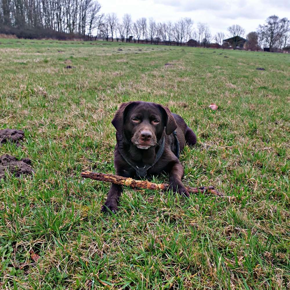 Hundetreffen-Spielgefährten gesucht-Profilbild