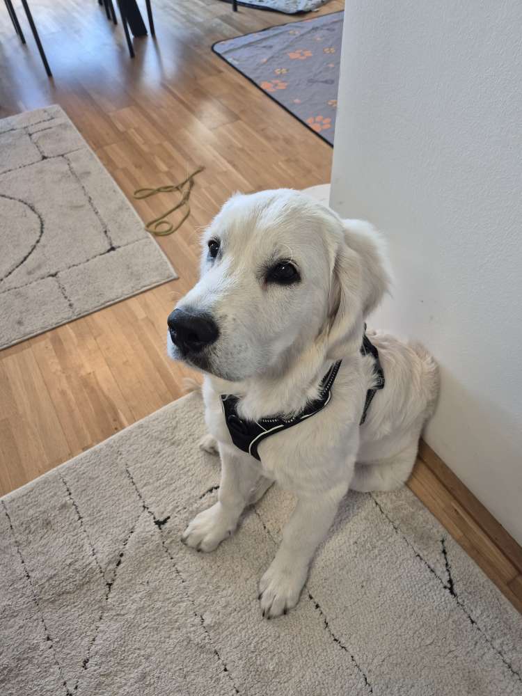 Hundetreffen-Spieletreffen/ Gassi gehen St.Peter und Umgebung-Profilbild