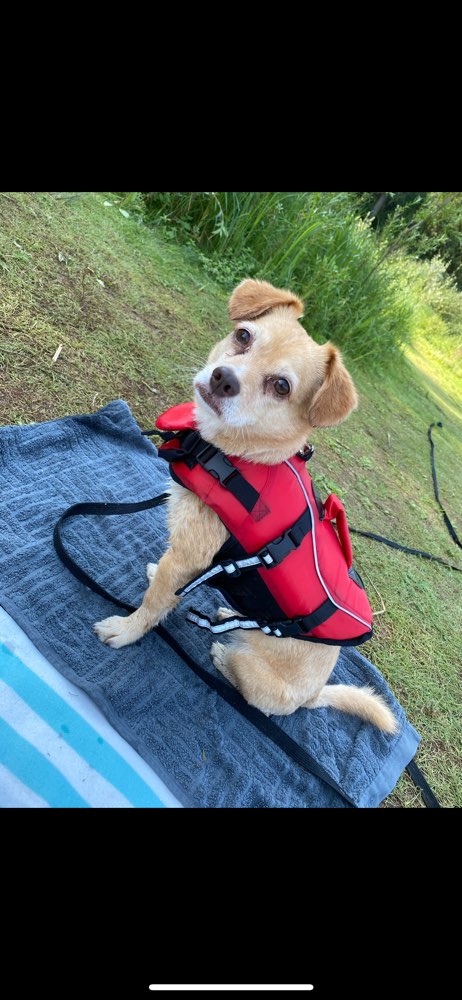 Hundetreffen-Hunde Aufpasser gesucht !-Profilbild