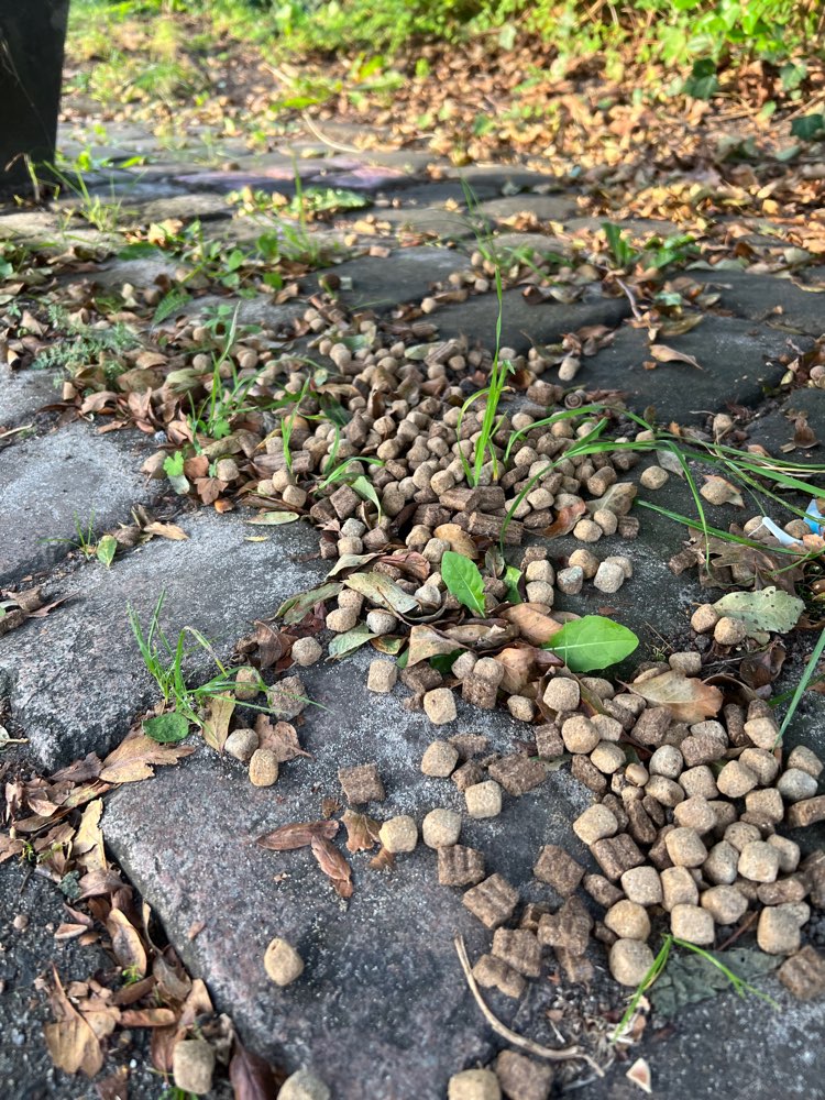 Giftköder-Möglicher Giftköder - Trockenfutter-Profilbild