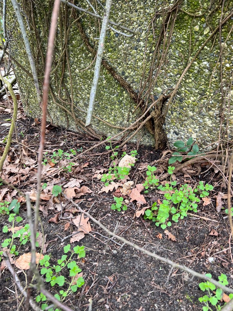 Giftköder-Möglicher Giftköder-Profilbild