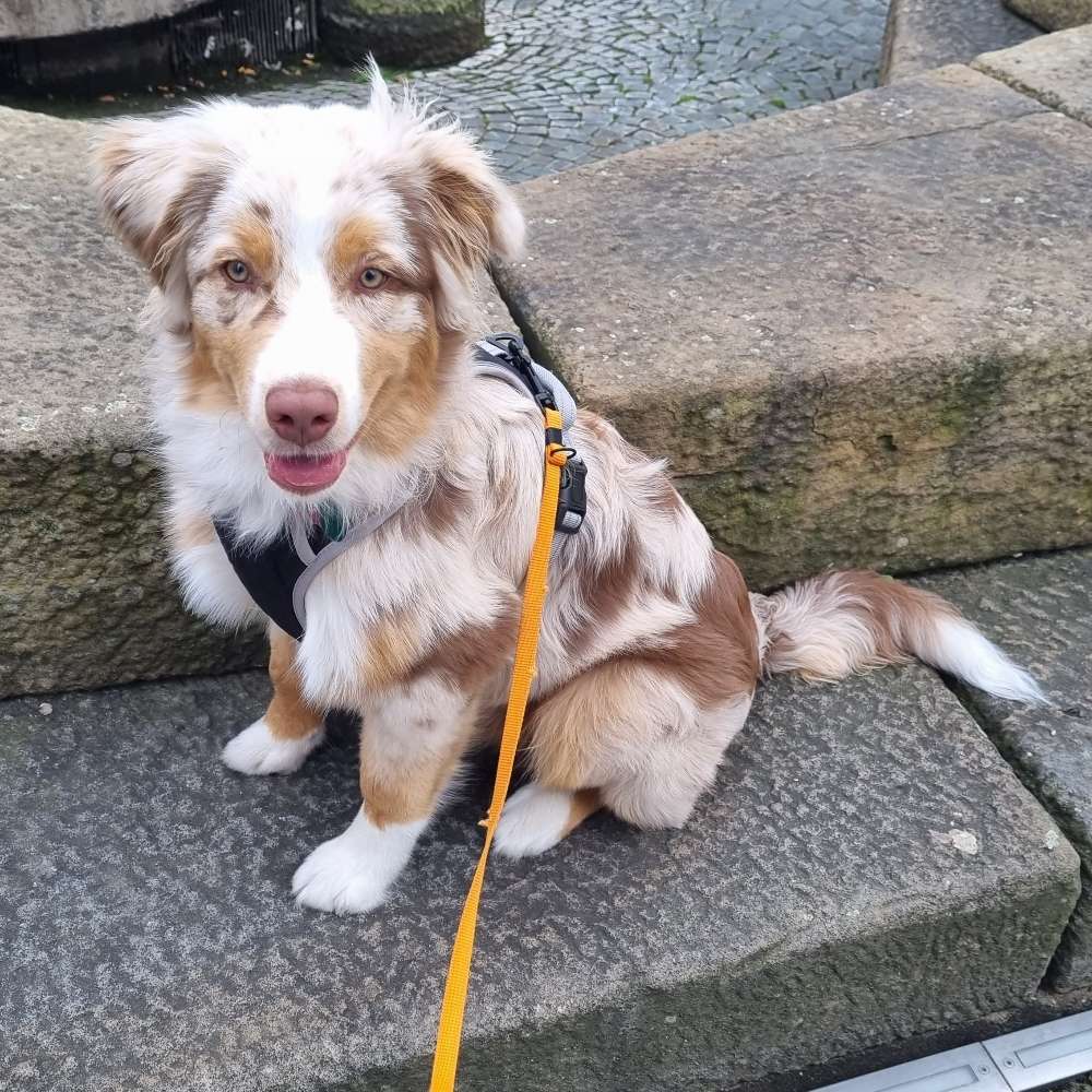 Hundetreffen-Liebe Hunde zum Gassi gehen/spielen gesucht-Profilbild