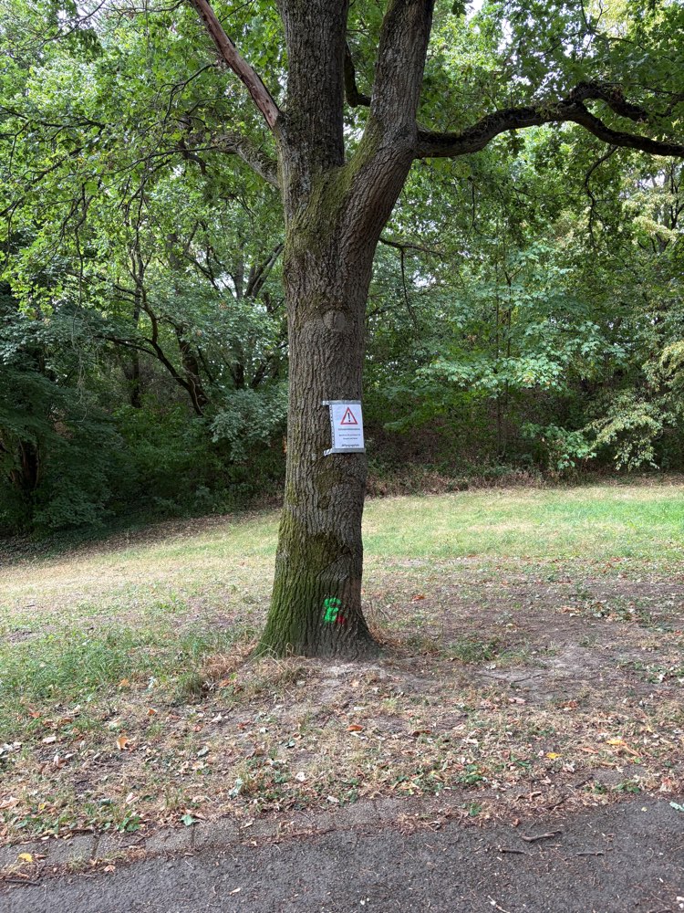 Giftköder-Eichenprozessionsspinner-Profilbild