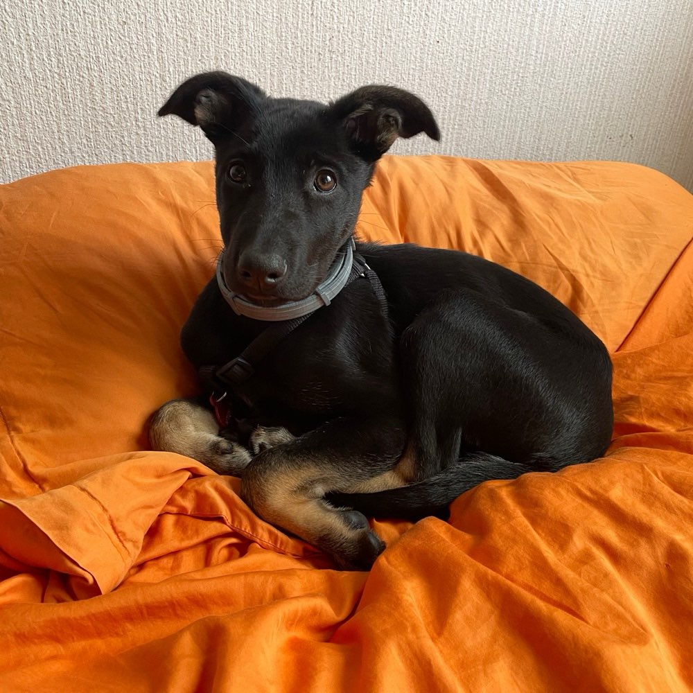 Hundetreffen-Welpenspielgruppe Raum Altstetten ZH-Profilbild