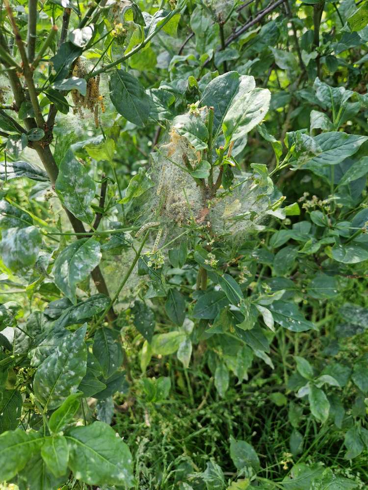 Giftköder-Eichenprozessionsspinner-Profilbild